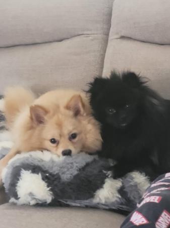 Image 6 of Pomeranian puppies ready now