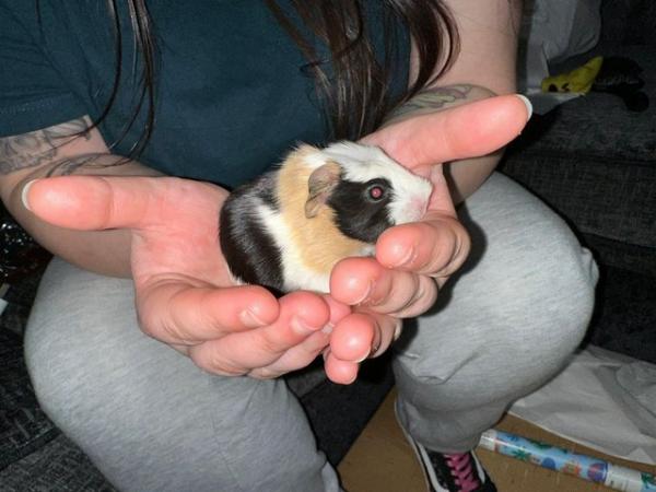 Image 4 of Baby silly tame guinea pigs