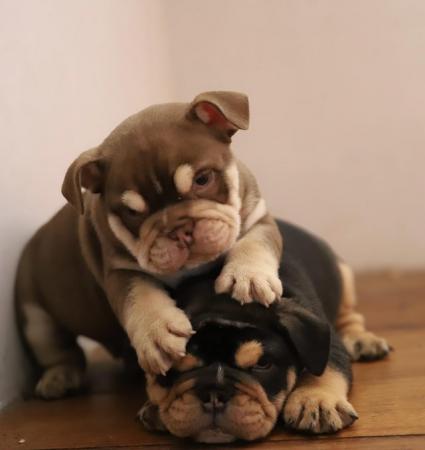 Image 1 of Gorgeous bulldog puppies ready mid june