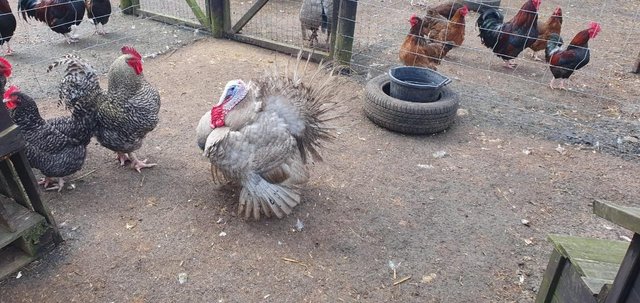 Preview of the first image of Year Old Breeding Male Slate Turkey.
