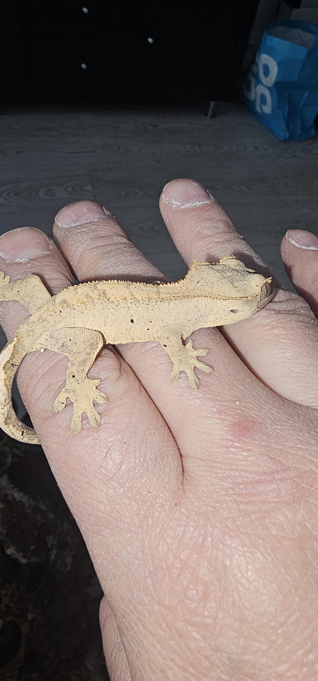 Preview of the first image of Baby flame crested gecko.