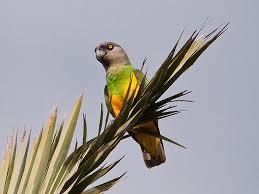 Image 1 of WANTED Senegal parrot wanted