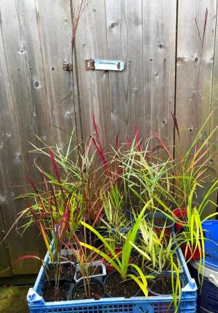 Image 1 of PERENNIAL GRASSES WITH BEAUTIFUL COLOURED LEAVES