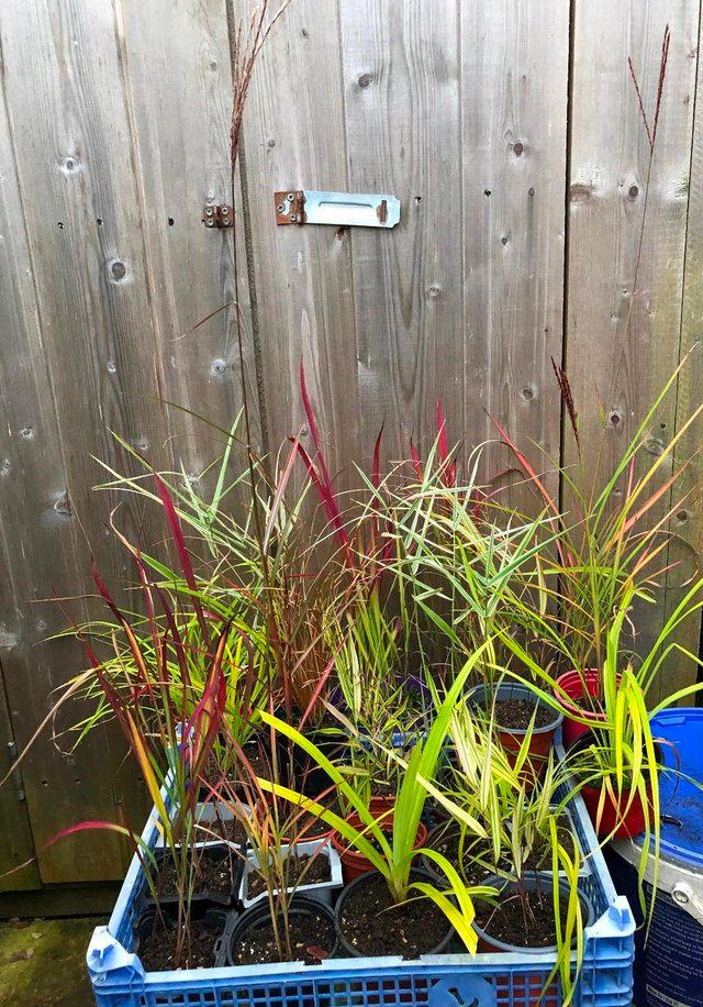 Preview of the first image of PERENNIAL GRASSES WITH BEAUTIFUL COLOURED LEAVES.