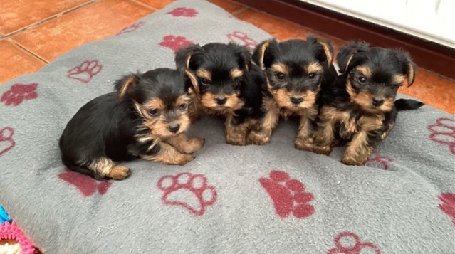 Image 5 of Ready to go!! Mini Yorkshire Terrier puppies