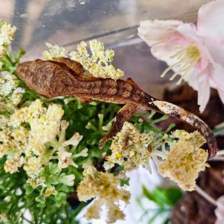 Image 47 of Beautiful baby Crested Geckos! Only 2 LEFT