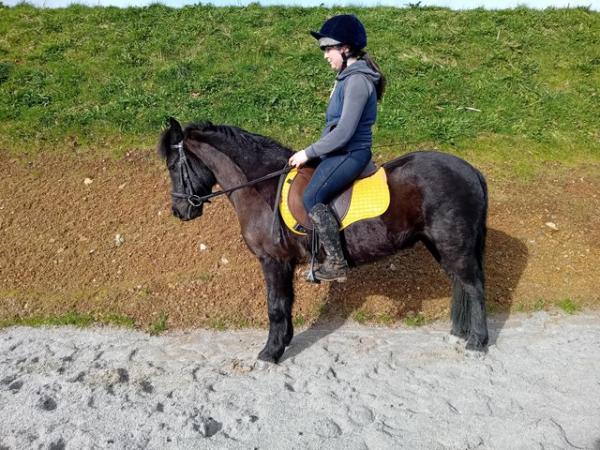 Image 1 of Smart 12'2 8yo gelding suitable for PC