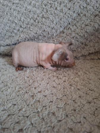 Image 8 of Skinny pig boars boys hairless guinea pigs