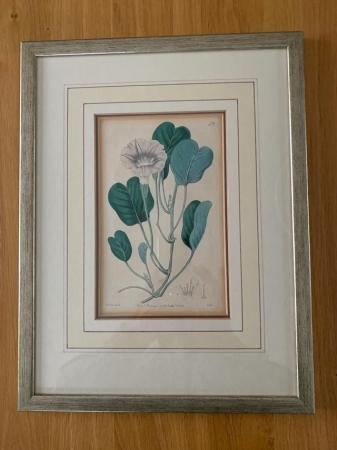 Image 1 of Five antique botanical book illustrations