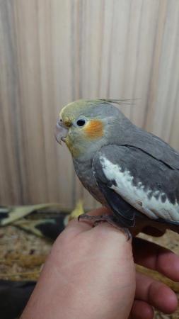 Image 2 of Large Variety of Hand Reared Birds Available! - Updated Regu