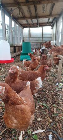 Image 2 of Hybrid point of lay Pullets For Sale