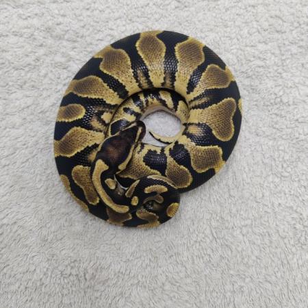 Image 3 of Yellow belly possible leopard het pied ball python
