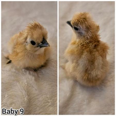 Image 13 of **BRAND NEW** Silkie and Showgirl chicken chick's *RARE*