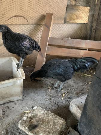 Image 2 of Ayam cemani pair ( male and female)