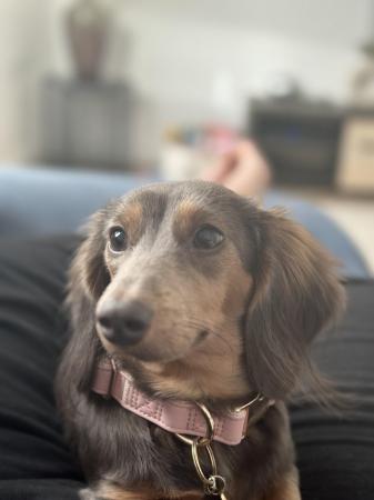Image 4 of 14 month old beautiful female miniature dachshund