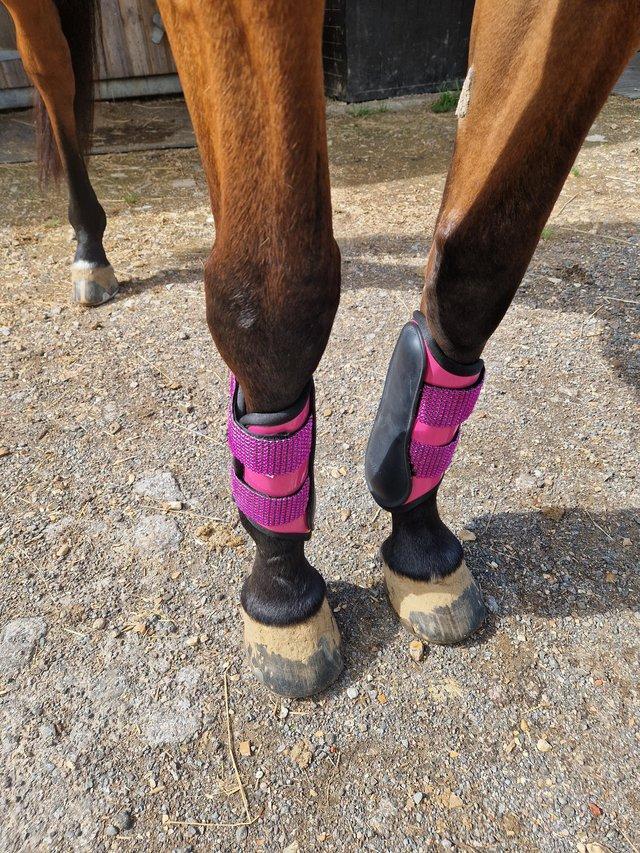 Preview of the first image of Pink bling full size tendon boots.