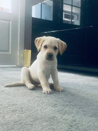 Image 1 of Beautiful Labrador Puppies for sale Excellent Pedigree