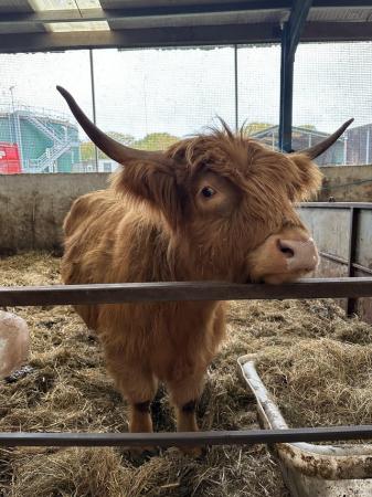 Image 2 of 3 year old highland cow heifer with yearling