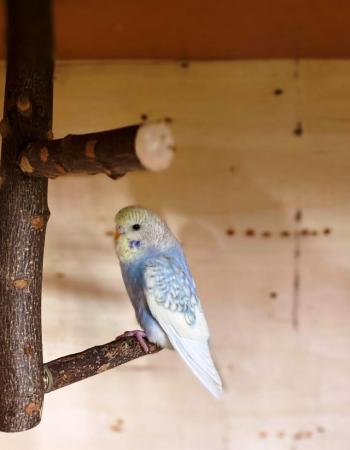 Image 3 of Quality baby budgies, this years stock ready for sale - Sold