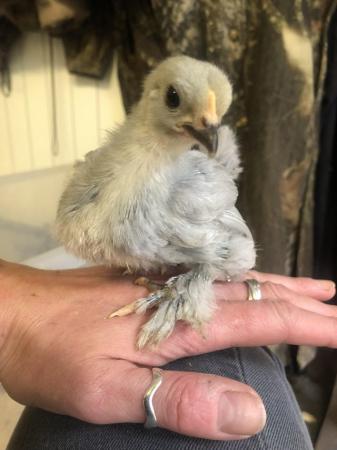 Image 3 of Lavender pekin chicks for sale