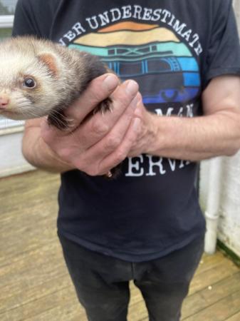 Image 2 of Very friendly and inquisitive ferret and cage