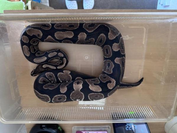 Image 4 of 5 ft male royal python with tank and stand open to offers