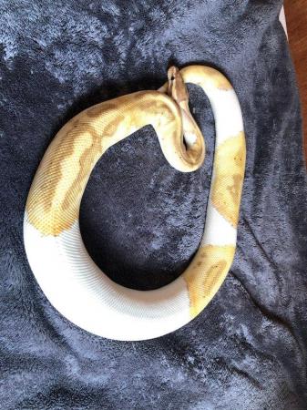 Image 3 of Various Royal Pythons for sale