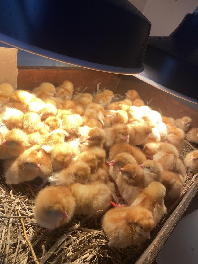 Preview of the first image of Day old Warren chicks 300 available.