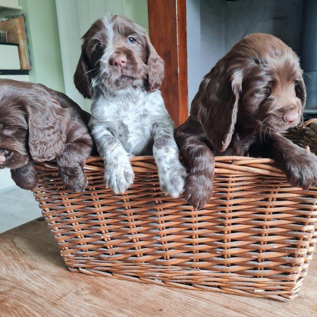 Preview of the first image of Beautiful quality cocker spaniel puppies.
