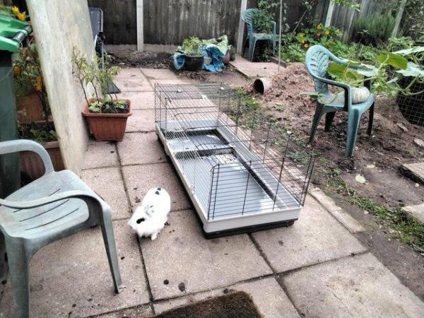 Image 3 of Extended pet cage with house; rabbit, Guinea, chicks, quail