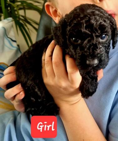 Image 3 of Now reduceed £1000 Ready now 4 kc reg miniature poodles