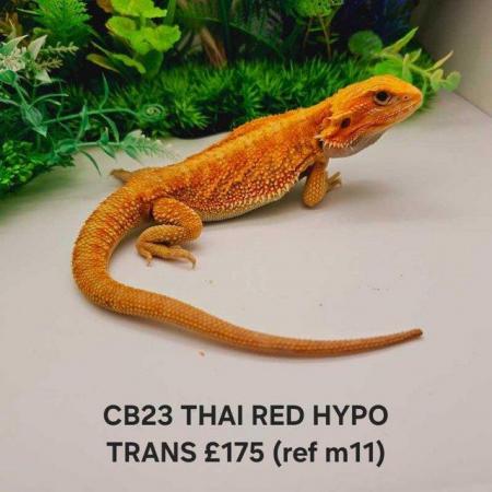 Image 18 of Lots of bearded dragon morphs available