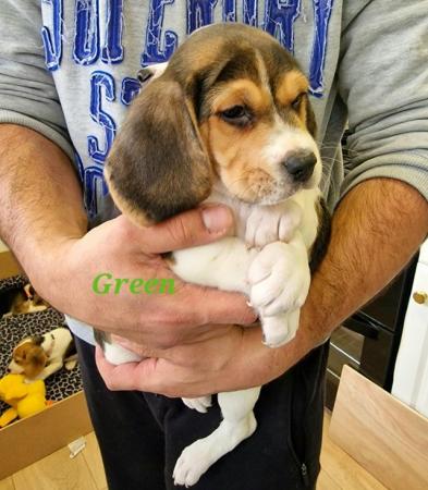 Image 13 of Adorable beagle puppy - ready for a new home