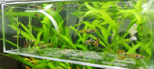 Image 2 of Guppy fry male/female for sale