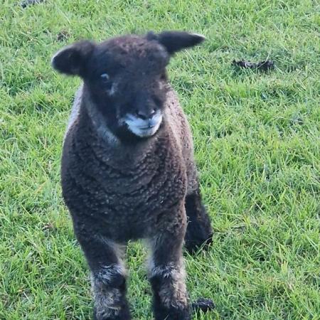 Image 2 of First cross Dutch spotted wether lambs
