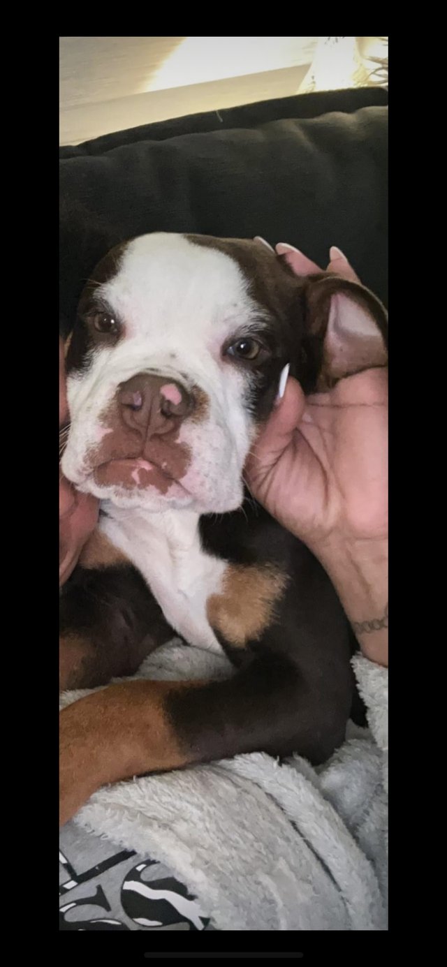 Preview of the first image of Old English bulldog puppy 1boy REDUCED!!.