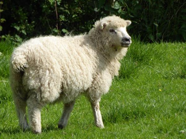 Image 7 of Pet/fibre lambs, mixed breeds
