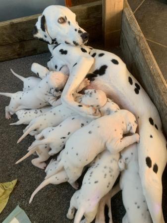Image 1 of KC registered Dalmatian Puppies