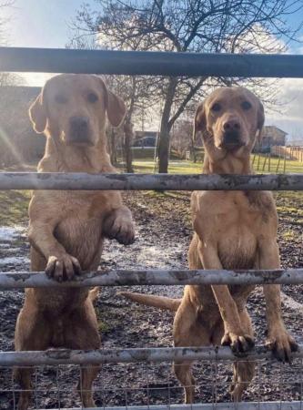 Image 19 of Labrador Puppies, KC Registered, Helsby , Cheshire