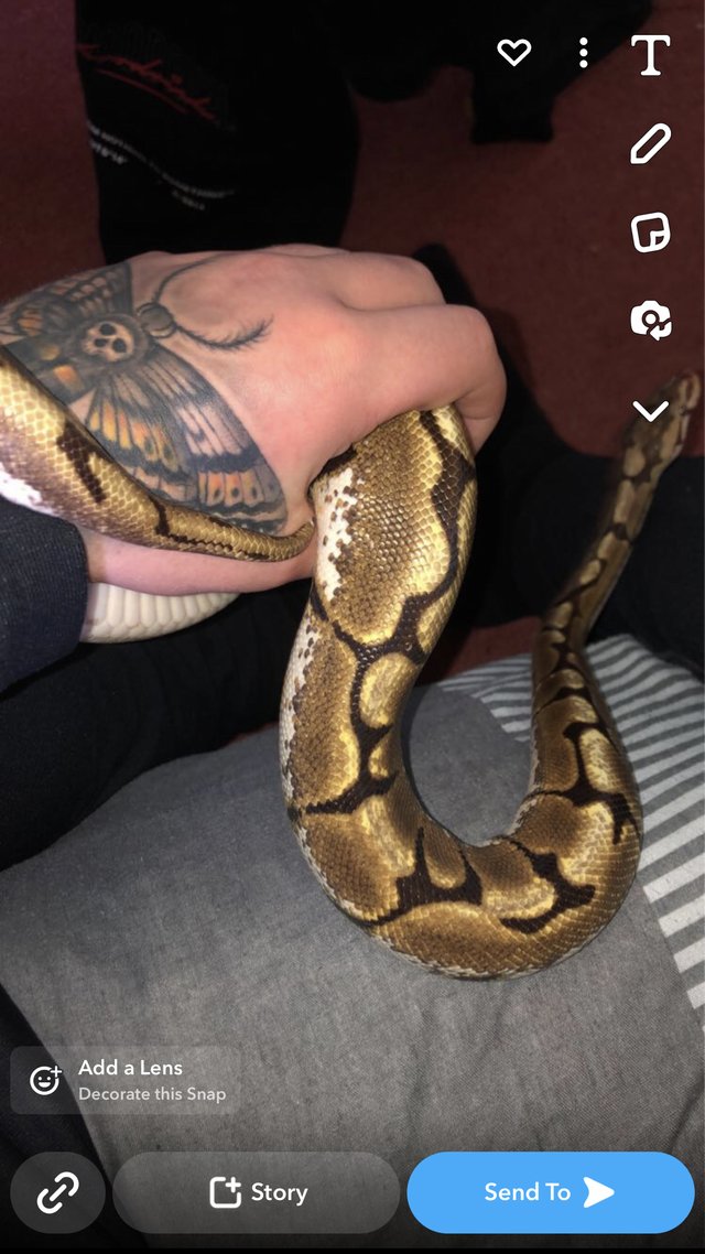 Preview of the first image of Healthy Girl Ball python.