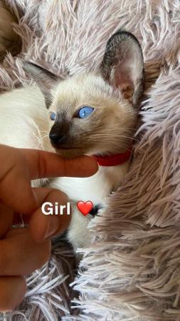 Image 26 of Exceptionally beautiful and silky soft GCCF siamese kittens
