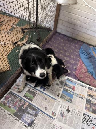 Image 4 of 4 beautiful border collie dog puppies available