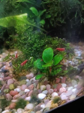 Image 4 of £1 each, Cherry shrimp for tropical fish tank £1 each.