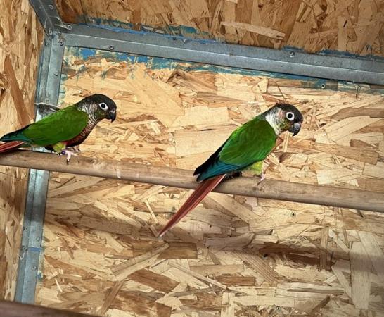 Image 3 of Stunning conure pair for sale