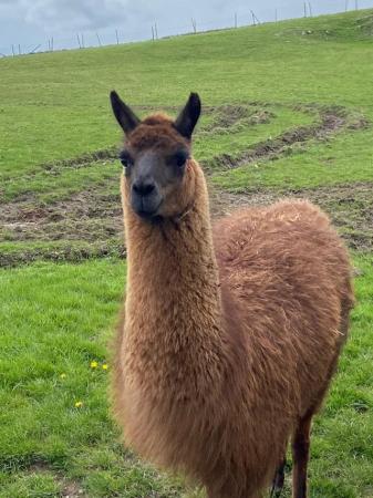 Image 1 of In tact Male llama 1 year and 2 months old