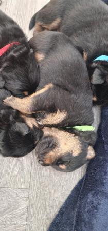 Image 8 of Chunky fluffy Shepweiler puppies
