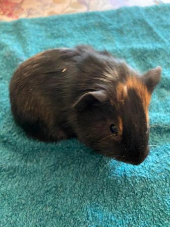 Image 2 of Gorgeous baby Guinea pigs with lovely markings 1 boy left