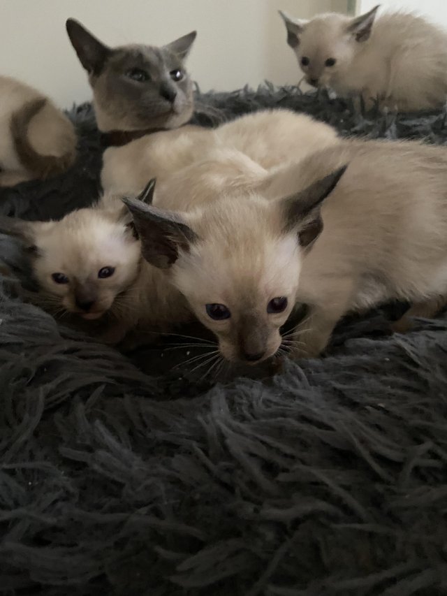 Preview of the first image of Siamese Kittens Siamese Kittens.
