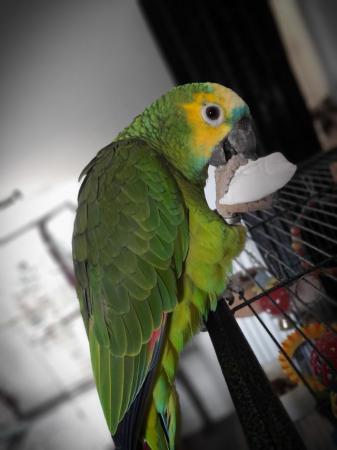 Image 1 of Blue front Amazon male parrot for sale