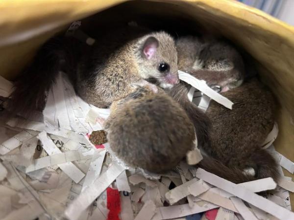 Image 3 of Group of African doormice for sale